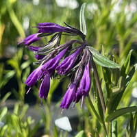 Moltkia (Paramoltkia) doerfleri